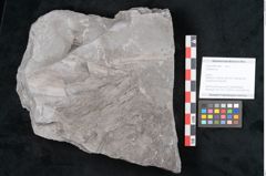 Foto (Objekt + Etikett) von Calamites sp.  (NHMW-GEO-2024-0188-10987)